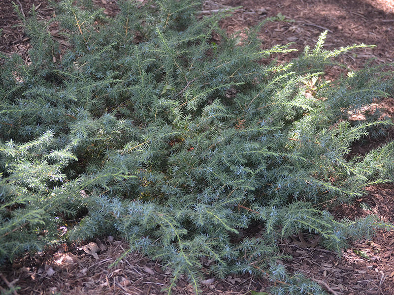 Juniperus communis-var-depressa-AmiDak-frm-1.jpg